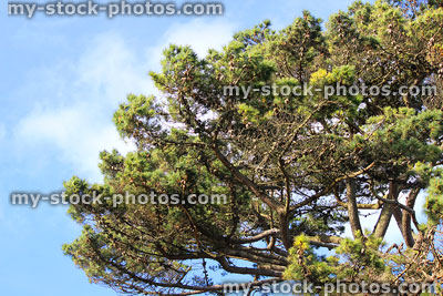 Stock image of Scots pine tree branches with cones (Pinus Sylvestris)