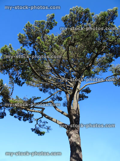 Stock image of tall Scots pine tree against blue-sky (Pinus Sylvestris)