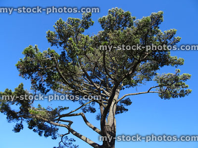 Stock image of Scots pine tree branches and needles (Pinus Sylvestris)