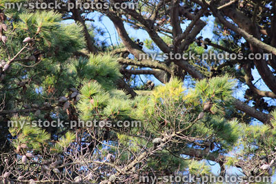 Stock image of needles, cones and branches of Scots pine tree