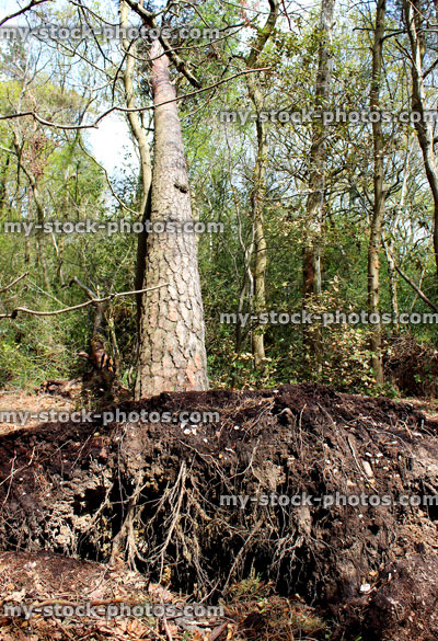 Stock image of fallen storm damaged Scots Pine (Pinus sylvestris)