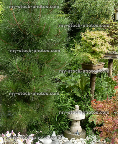 Stock image of pine in a garden (close up)