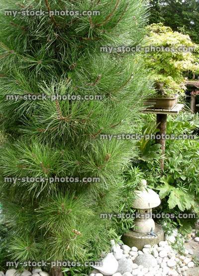 Stock image of pine in a garden (close up)