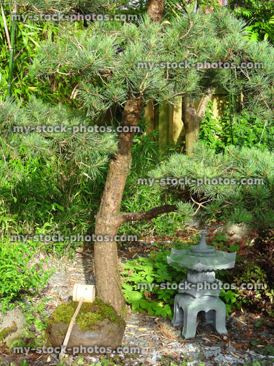 Stock image of Japanese garden with pine tree, stone water basin, lantern