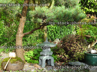 Stock image of oriental Japanese garden, pine tree, granite snow lantern, water basin