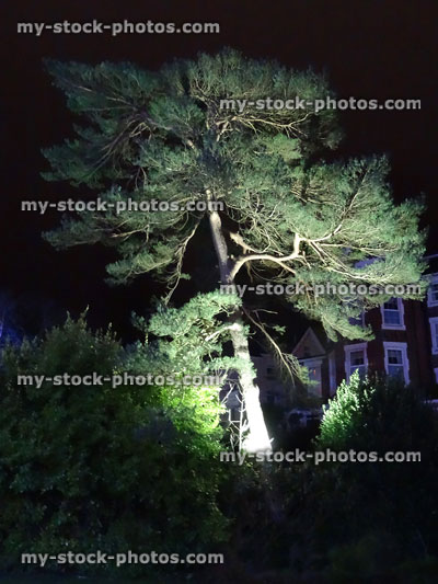 Stock image of Scots pine tree illuminated with garden spotlights / floodlight