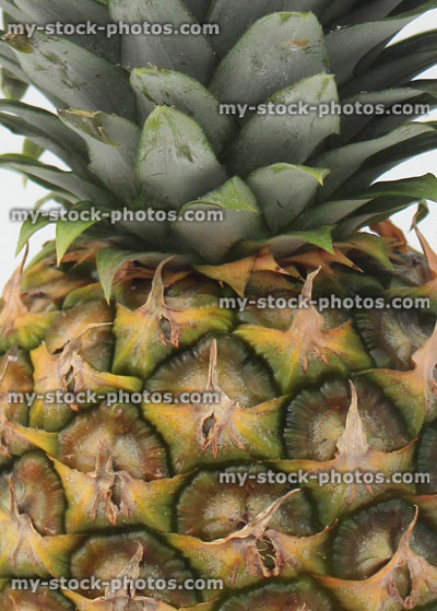 Stock image of pineapple fruit skin and green rosette of leaves