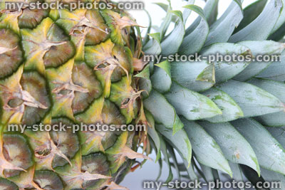 Stock image of pineapple skin and top rosette crown of leaves