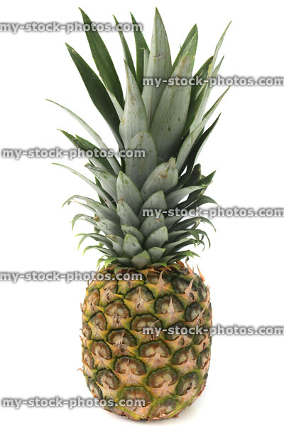 Stock image of pineapple fruit with leaves, standing up against white background
