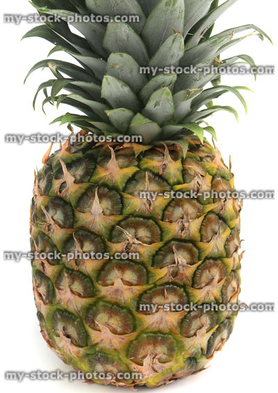 Stock image of pineapple fruit skin and green leaves, rosette / crown