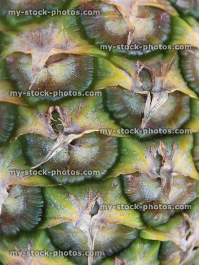 Stock image of scales on pineapple skin rind, tough fruit peel