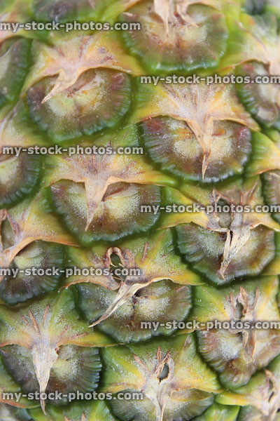 Stock image of vertical pineapple skin scales, rind / peel outside fruit