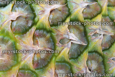 Stock image of pineapple skin, rind, tough peel outside of fruit