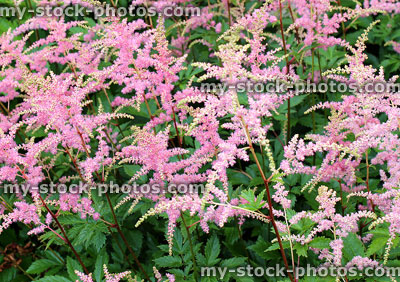 Stock image of pink astilbe flowers in ornamental herbaceous garden border