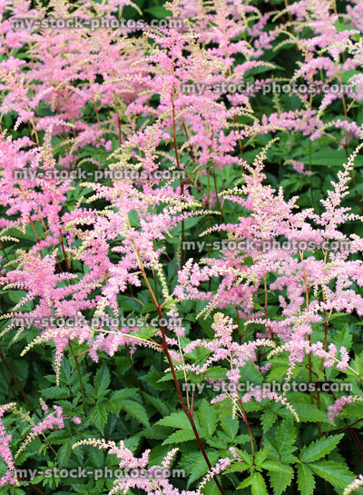 Stock image of pink astilbe flowers in ornamental herbaceous garden border