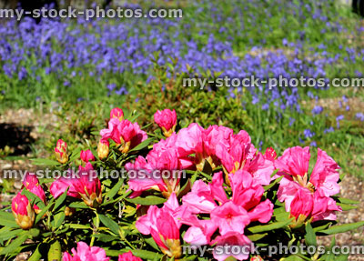 Stock image of pink rhododendron flowers in garden, with bluebells in background