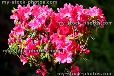 Stock image of azalea (rhododendron) with red / pink flower in plant pot