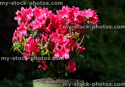 Stock image of azalea (rhododendron) with red / pink flower in plant pot