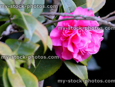Stock image of double pink camellia flower, growing in garden