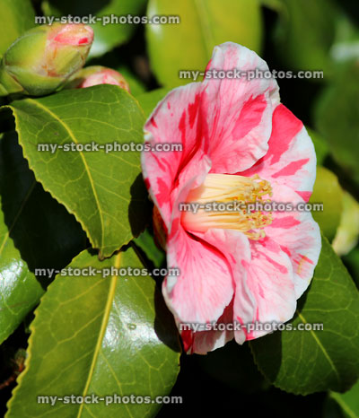 Stock image of pink and white striped tricolor camellia flower, green leaves