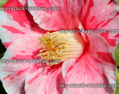 Stock image of single pink and white striped camellia flower (japonica tricolor)
