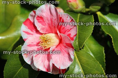 Stock image of pink and white striped camellia flower (var. tricolor)