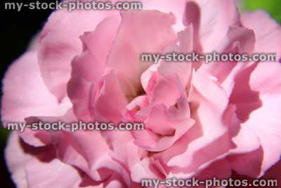 Stock image of single pink spray carnation flowers (dianthus), black background