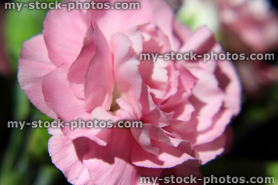 Stock image of pink spray carnation flowers / buds (dianthus), black background