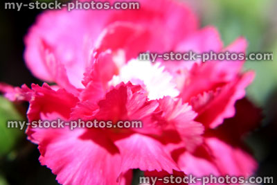 Stock image of bright pink spray carnation flower (dianthus), black background