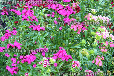 Stock image of pink dianthus barbatus flowers growing in garden border