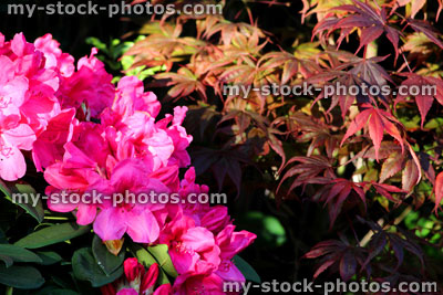 Stock image of pink rhododendron flowers in garden, with purple Japanese maple leaves