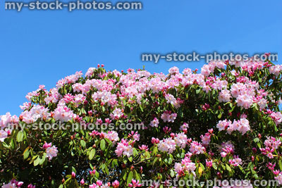Stock image of pink rhododendron flowers in ornamental garden, with blue sky background