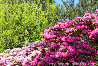 Stock image of pink rhododendron flowers in garden, with birch and beech trees