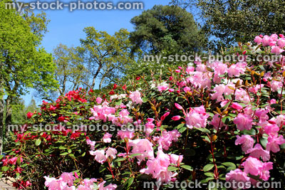 Stock image of pink rhododendron flowers in garden, with birch and beech trees
