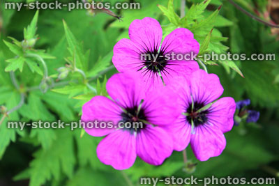 Stock image of herbaceous, pink hardy Geranium flowers (Geranium Patricia / Cranesbill)