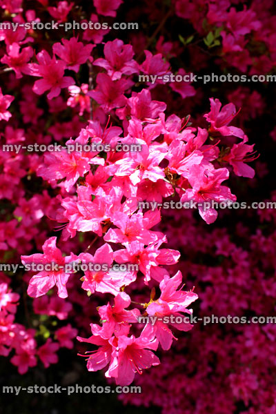 Stock image of pink azaleas flowers (flowering rhododendron) in garden