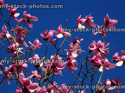 Stock image of pink magnolia flowers and branches against blue sky