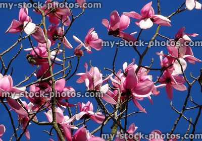 Stock image of pink magnolia flowers on tree in springtime garden