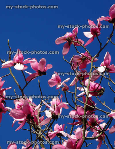 Stock image of magnolia grandiflora tree covered with pink flowers in spring