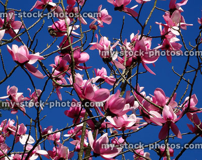 Stock image of pink magnolia flowers growing on large tree, blue sky
