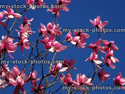 Stock image of bright pink magnolia flowers growing on garden tree