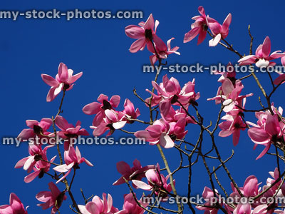 Stock image of branches on flowering magnolia tree covered with pink flowers