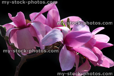 Stock image of pink magnolia flower petals against black garden background