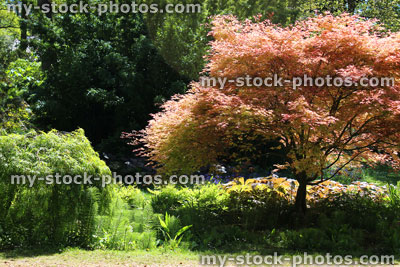 Stock image of dwarf Japanese maples growing in garden sunshine (acers / acer palmatum)