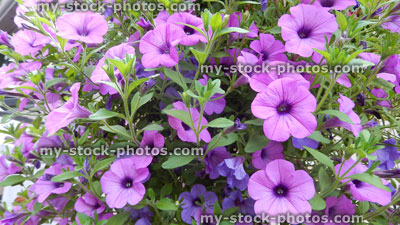 Stock image of trailing purple petunias in hanging basket, petunia flowers