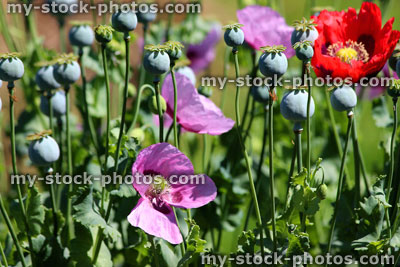 Stock image of red / pink poppy flowers in garden, poppies, seed heads