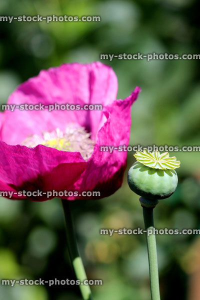 Stock image of purple / pink poppy flower in garden, close up poppy stamen / seed head