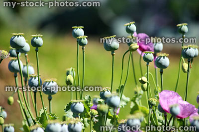 Stock image of pink poppy flowers growing in garden, poppies with seed heads