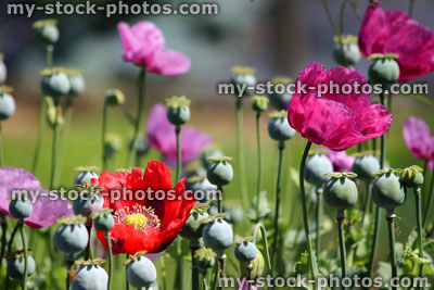 Stock image of purple / red / pink poppy flowers, poppies, seed heads