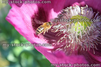 Stock image of pink poppy flower with honey bee collected pollen